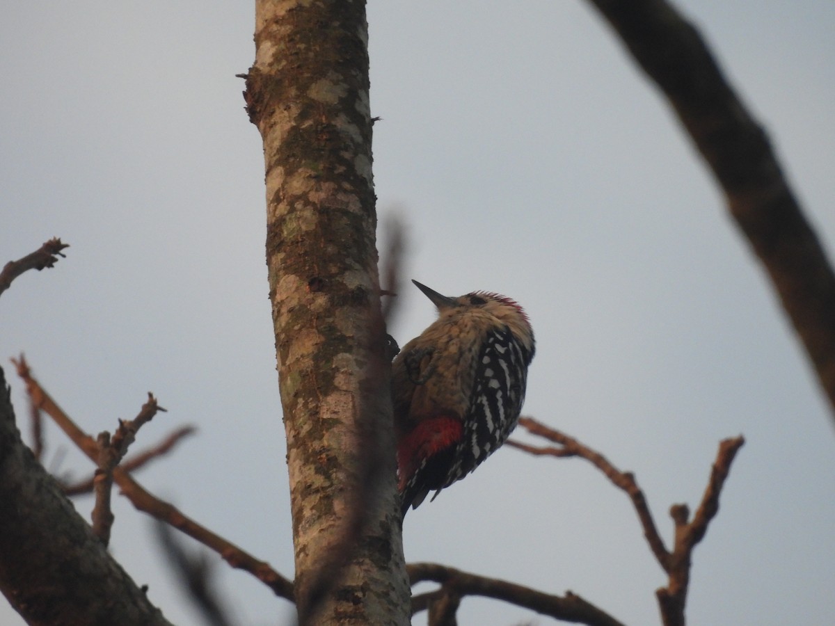 Fulvous-breasted Woodpecker - ML647891405