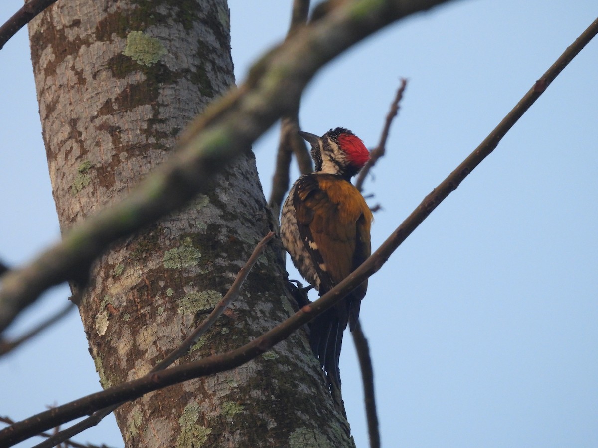Black-rumped Flameback - ML647891407