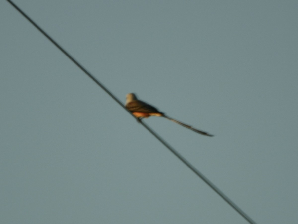 Scissor-tailed Flycatcher - ML647891408