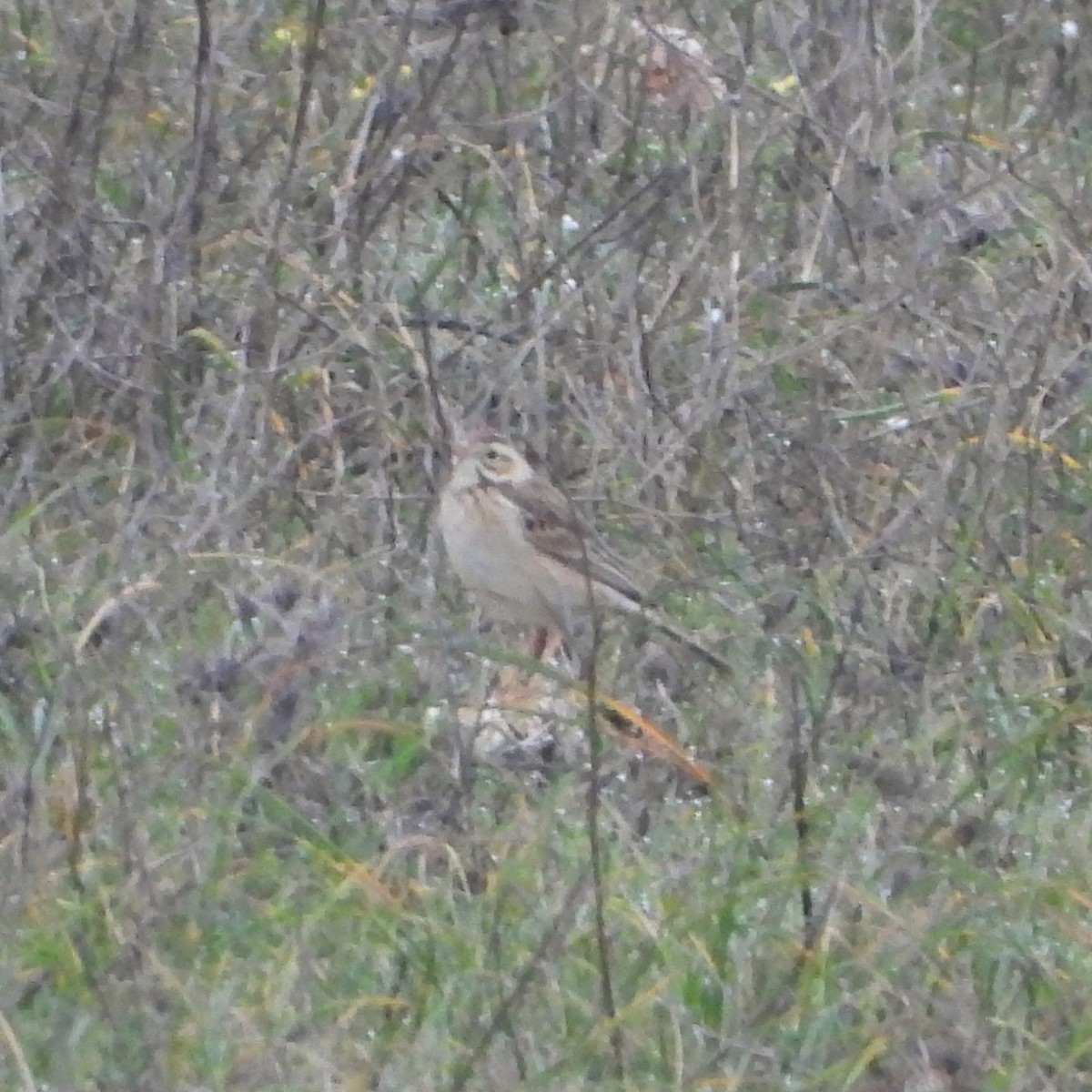 Richard's Pipit - ML647891415