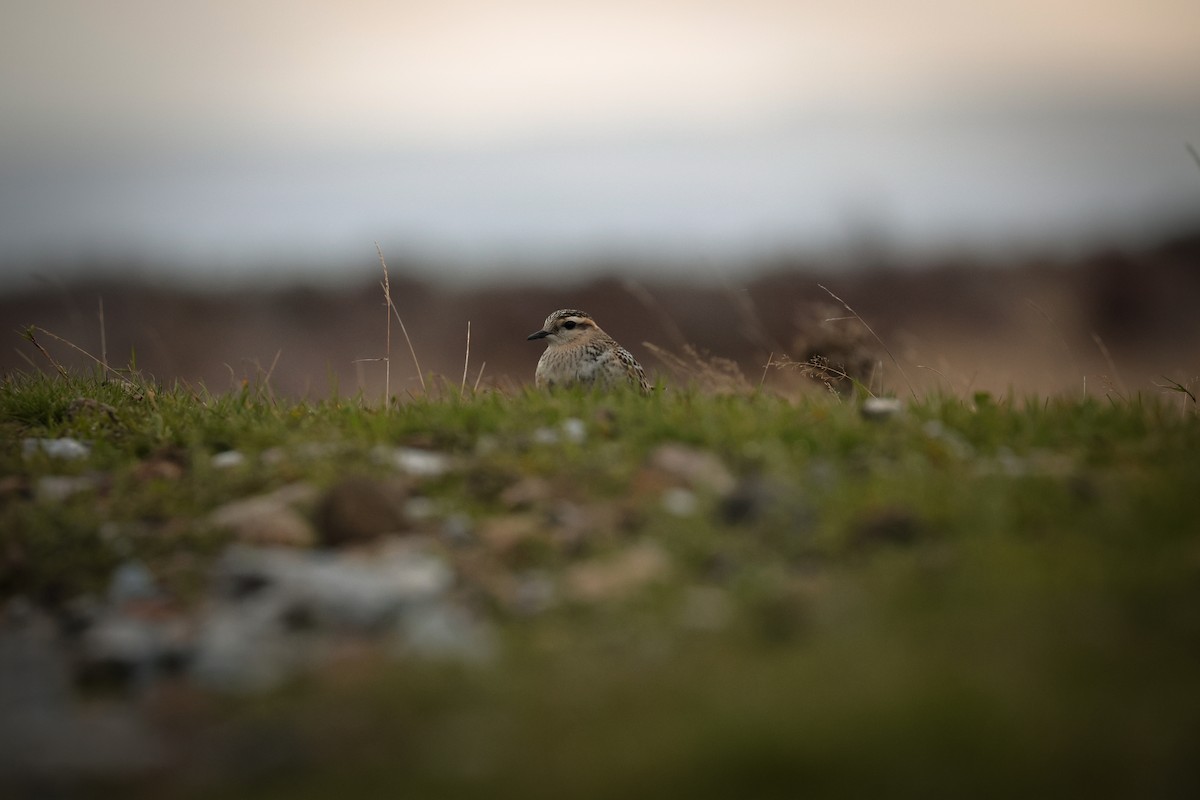 kulík hnědý - ML647891430