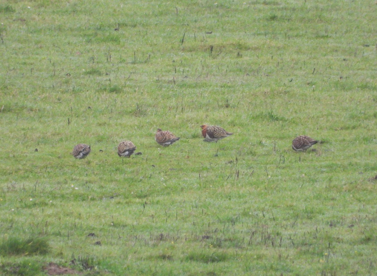 stepokur krásný - ML647891437