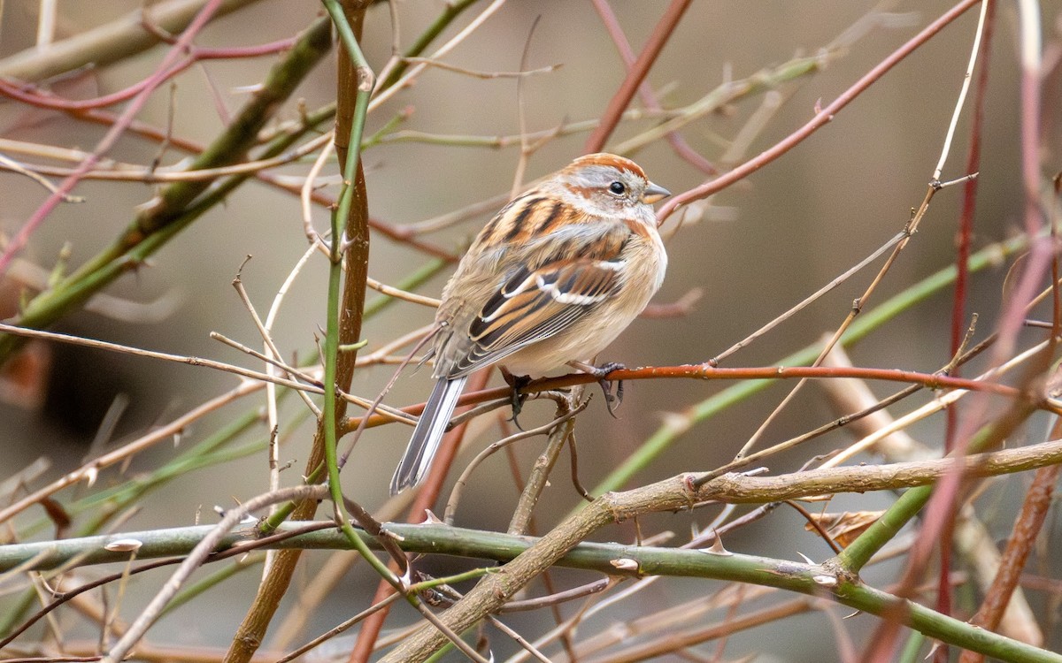 strnádka pokřovní - ML647891439