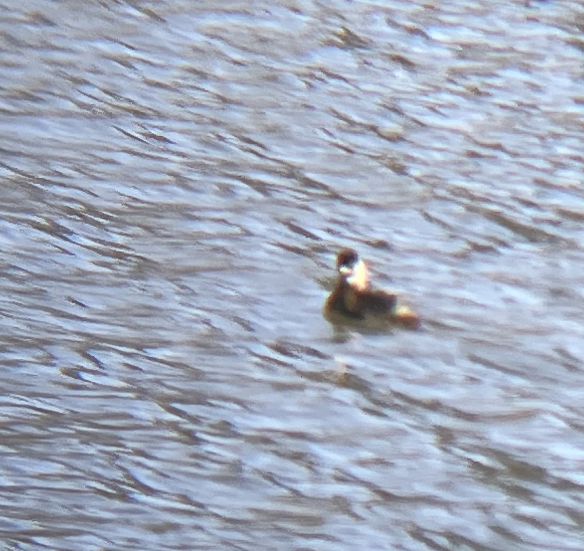 potápka americká - ML647891440