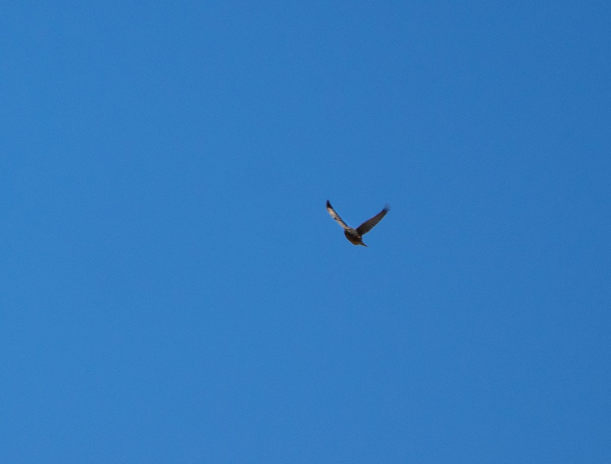 pěvuška podhorní - ML647891443