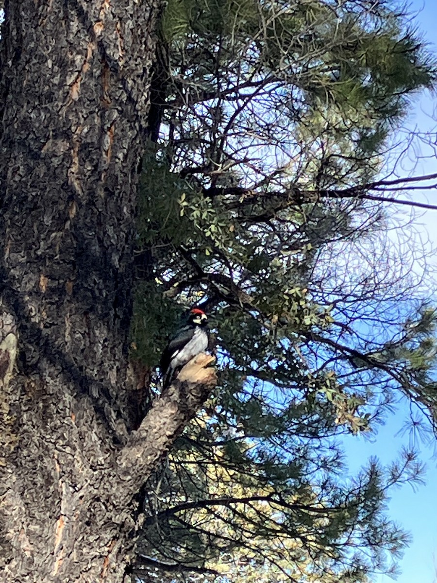 datel sběrač - ML647891444