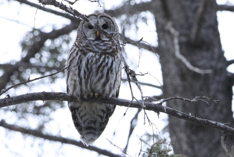 puštík proužkovaný - ML647891446