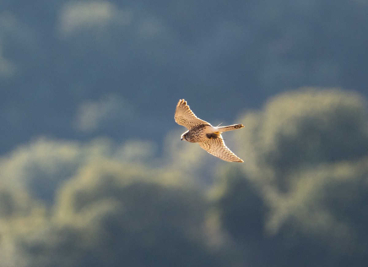 poštolka obecná - ML647891447