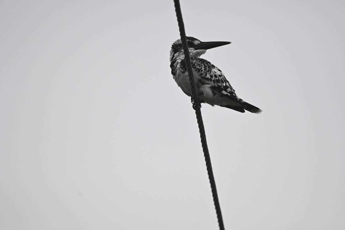 rybařík jižní - ML647891448