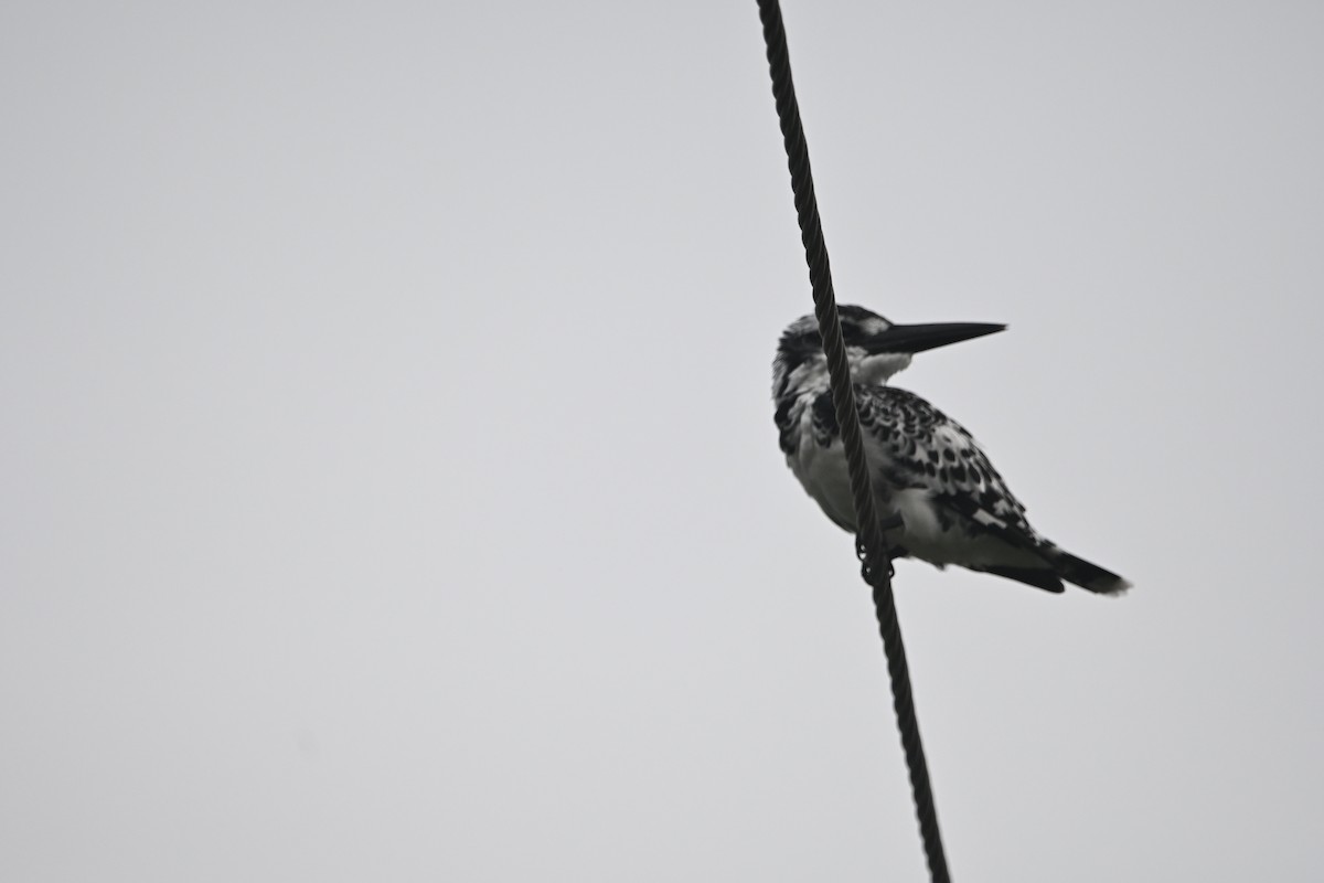 rybařík jižní - ML647891449