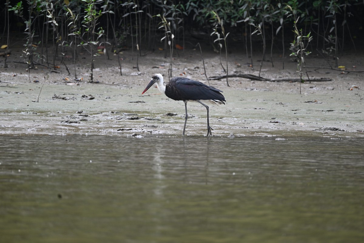 čáp černočelý - ML647891450