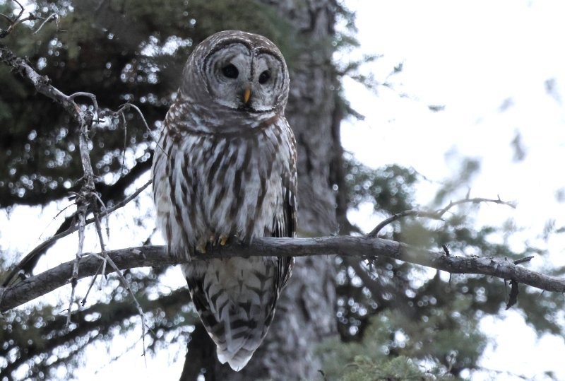 puštík proužkovaný - ML647891451