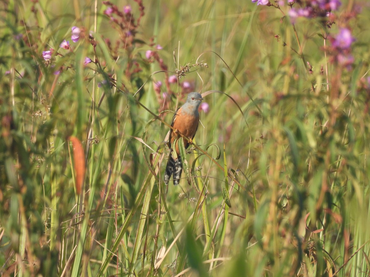 kukačka naříkavá - ML647891452