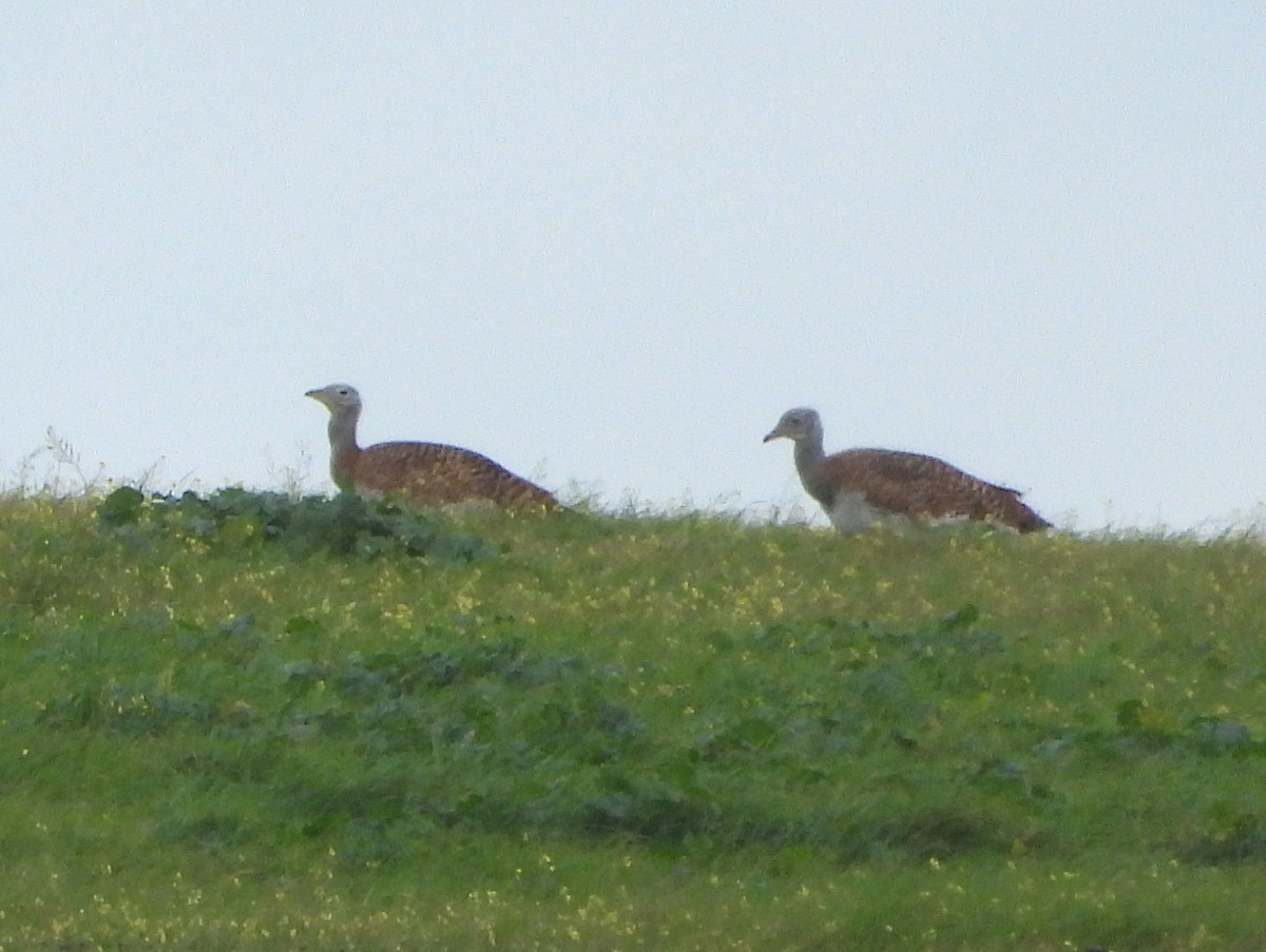 drop velký - ML647891453