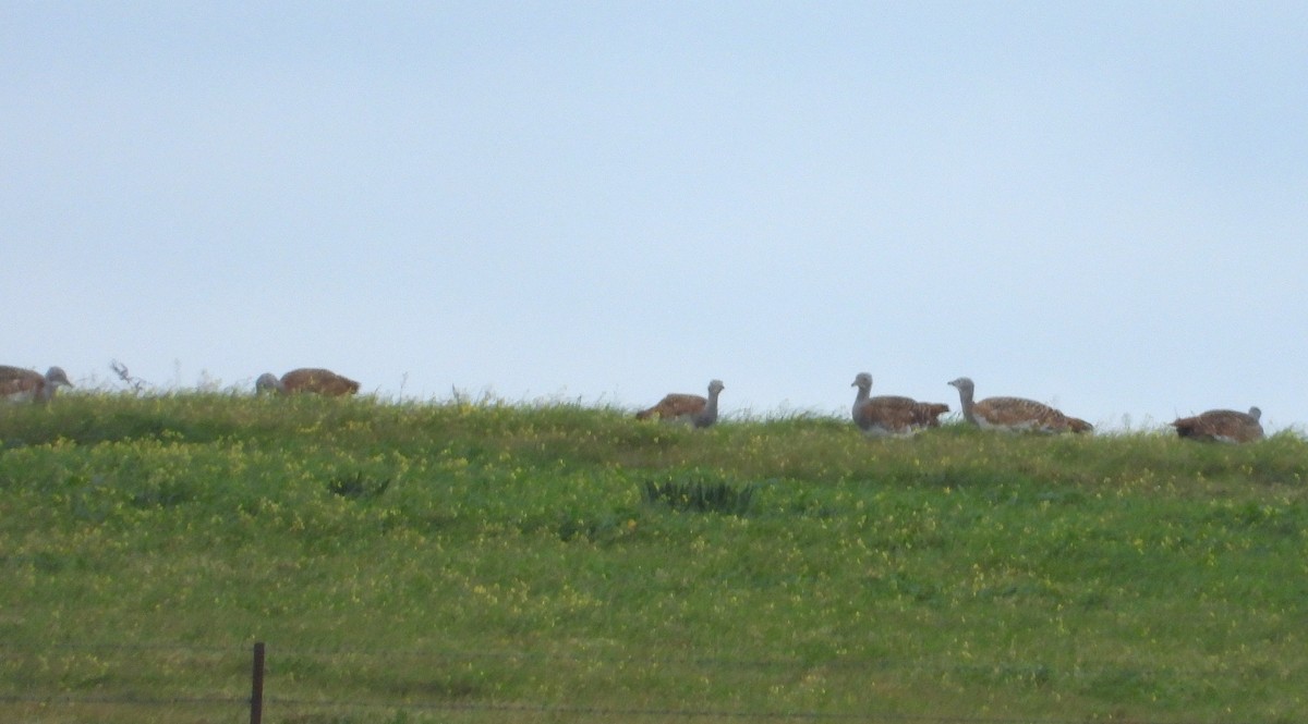 drop velký - ML647891454