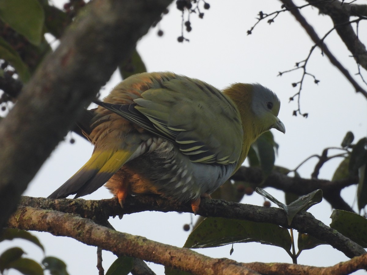 holub fialovoramenný - ML647891455