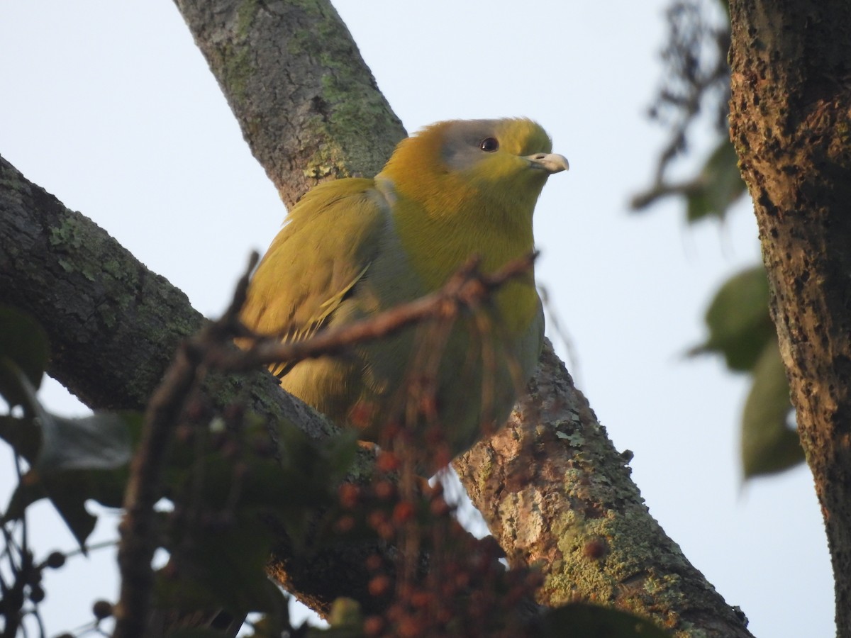 holub fialovoramenný - ML647891456