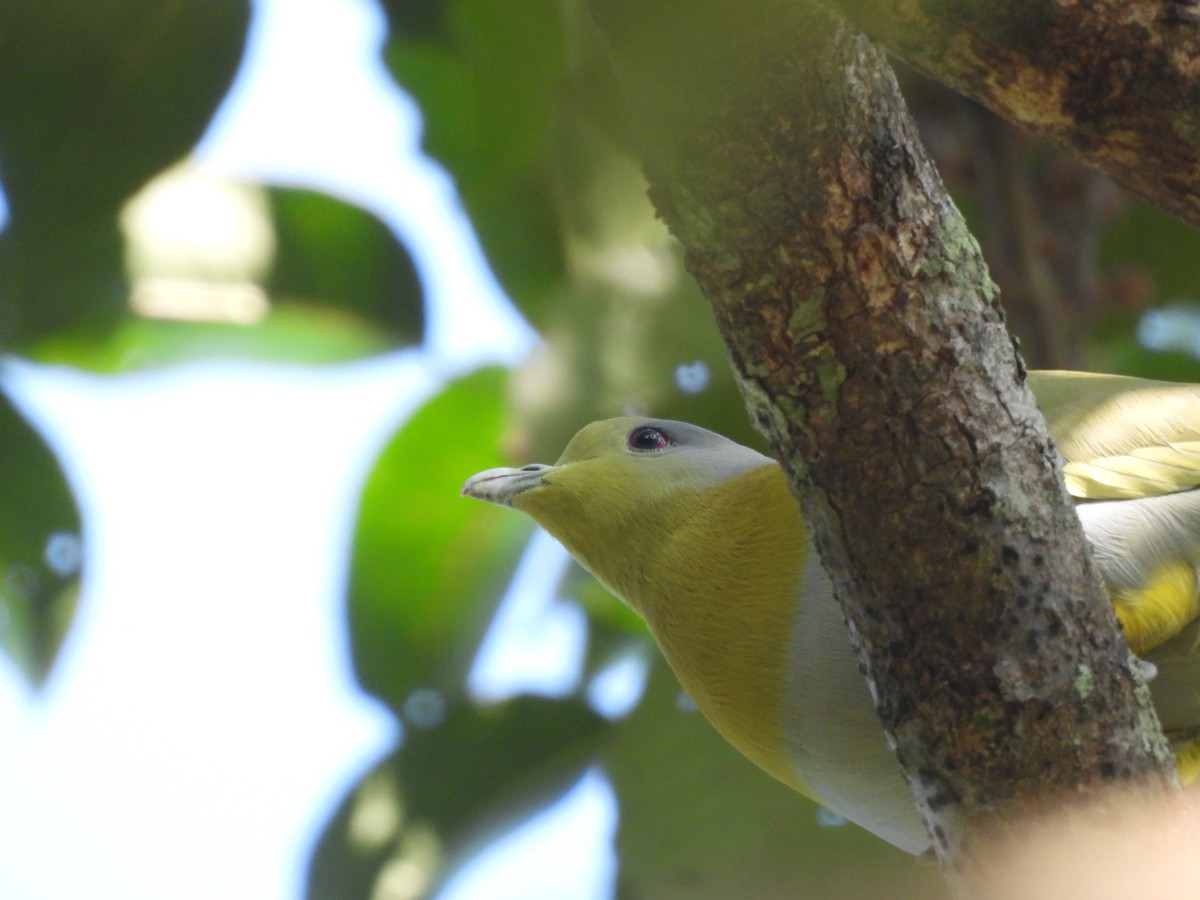 holub fialovoramenný - ML647891457