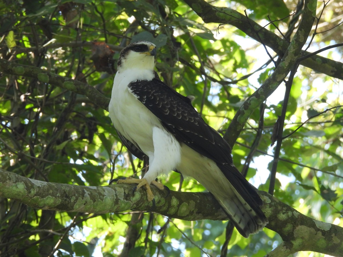 orel rezavobřichý - ML647891459