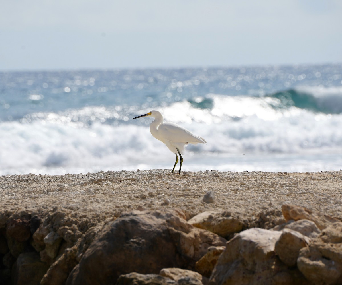 volavka bělostná - ML647891460