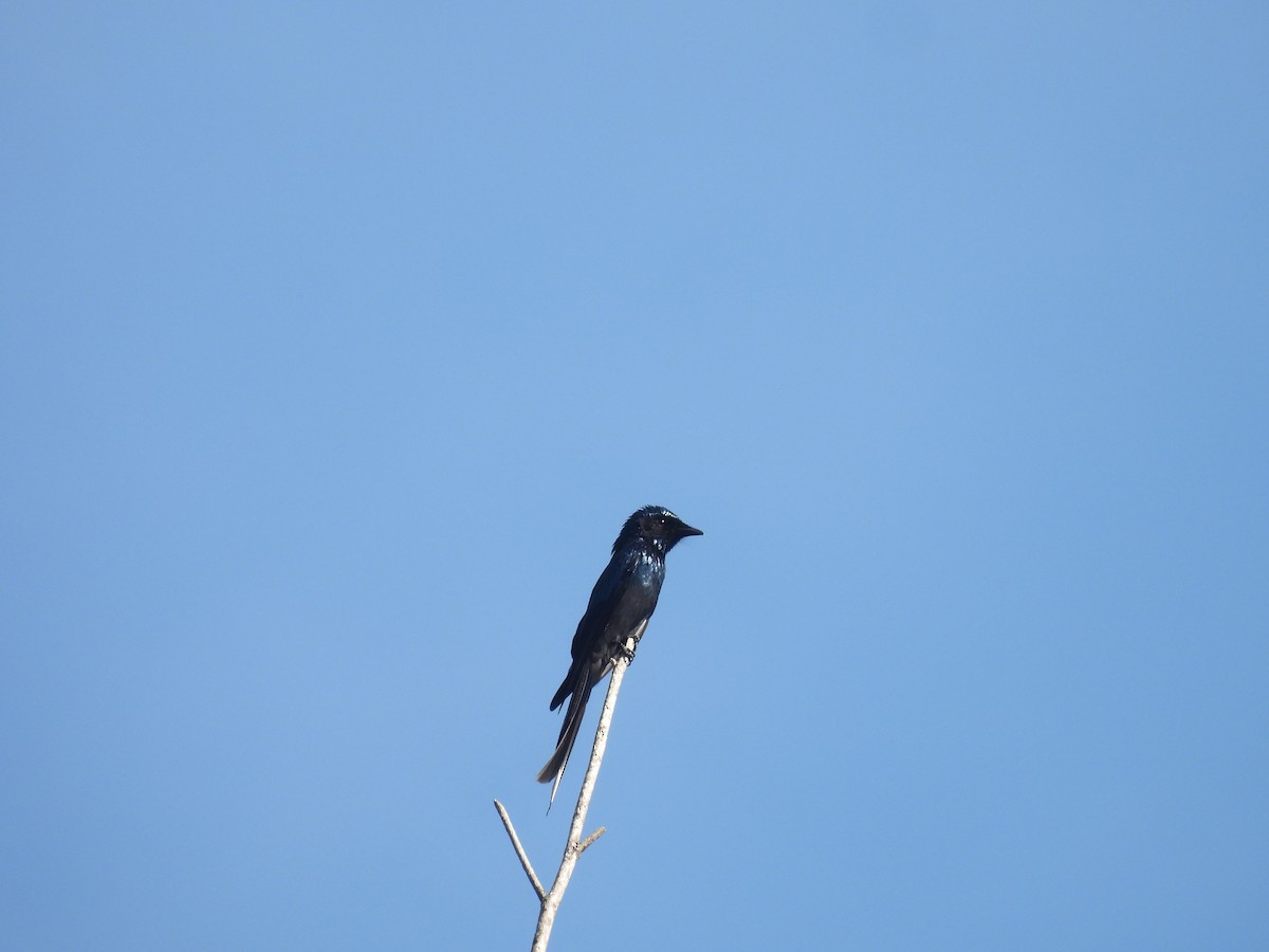 drongo indomalajský - ML647891463