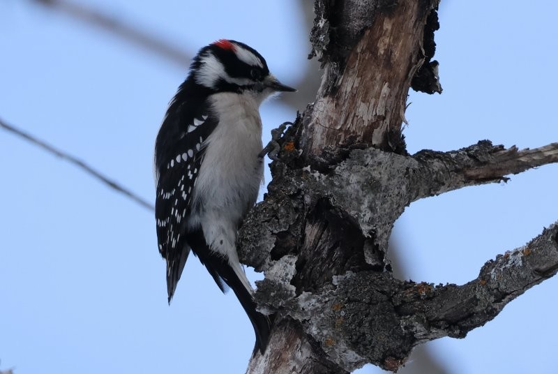 strakapoud americký - ML647891465