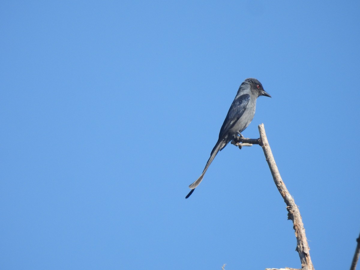 drongo kouřový - ML647891466