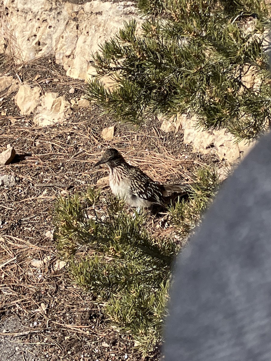 kukačka kohoutí - ML647891468