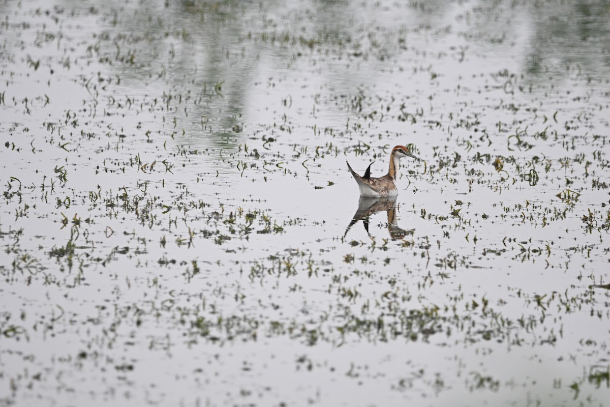 fasanbladhøne - ML647891469