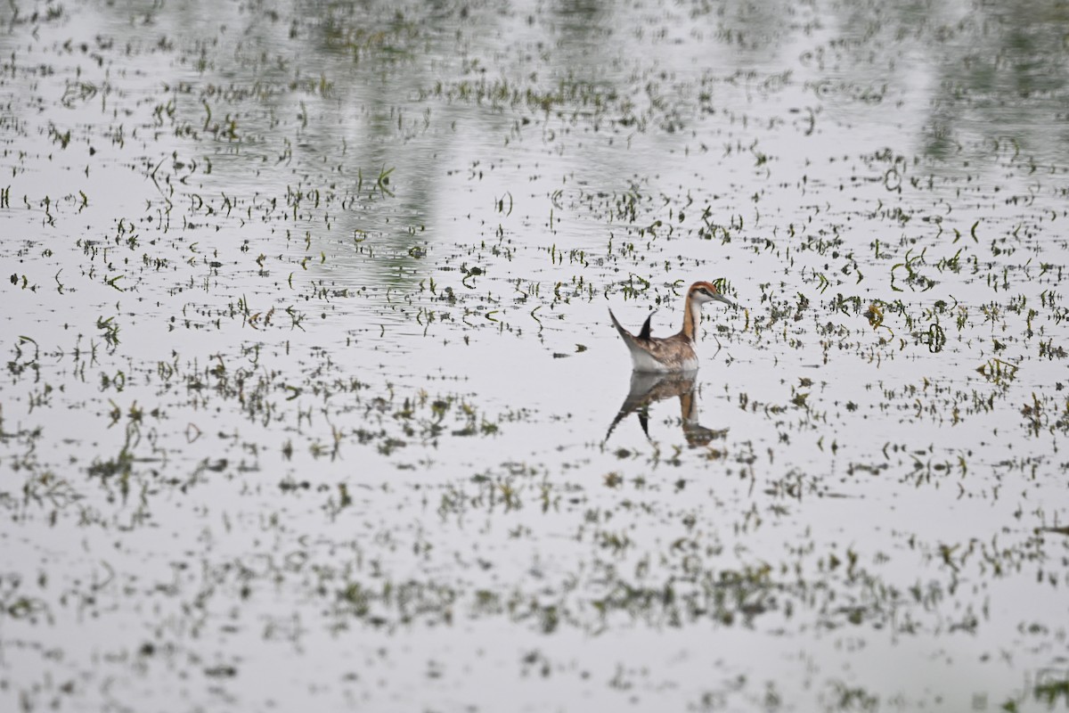 fasanbladhøne - ML647891470