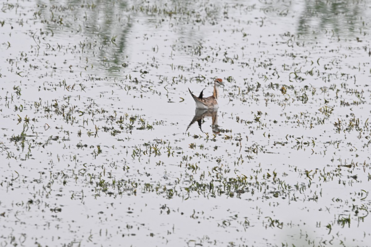 fasanbladhøne - ML647891471