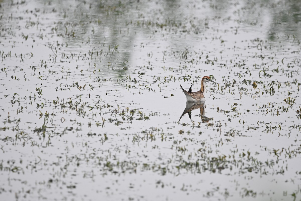 fasanbladhøne - ML647891472