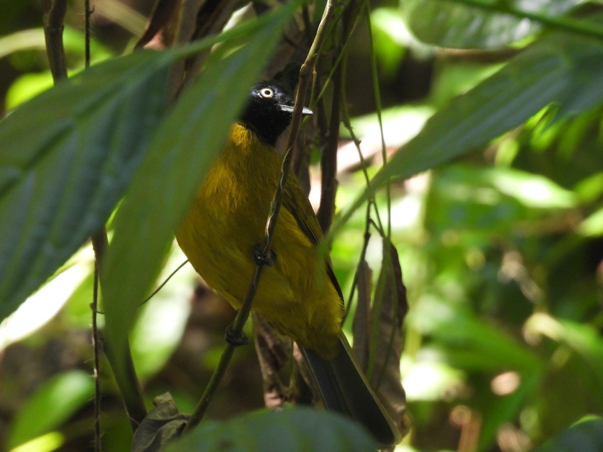 Black-crested Bulbul - ML647891475