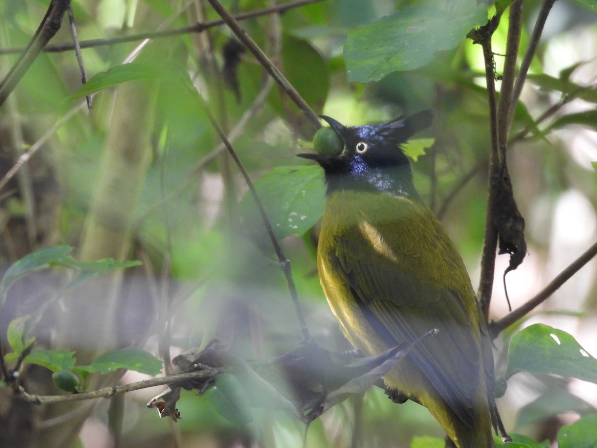 Black-crested Bulbul - ML647891476