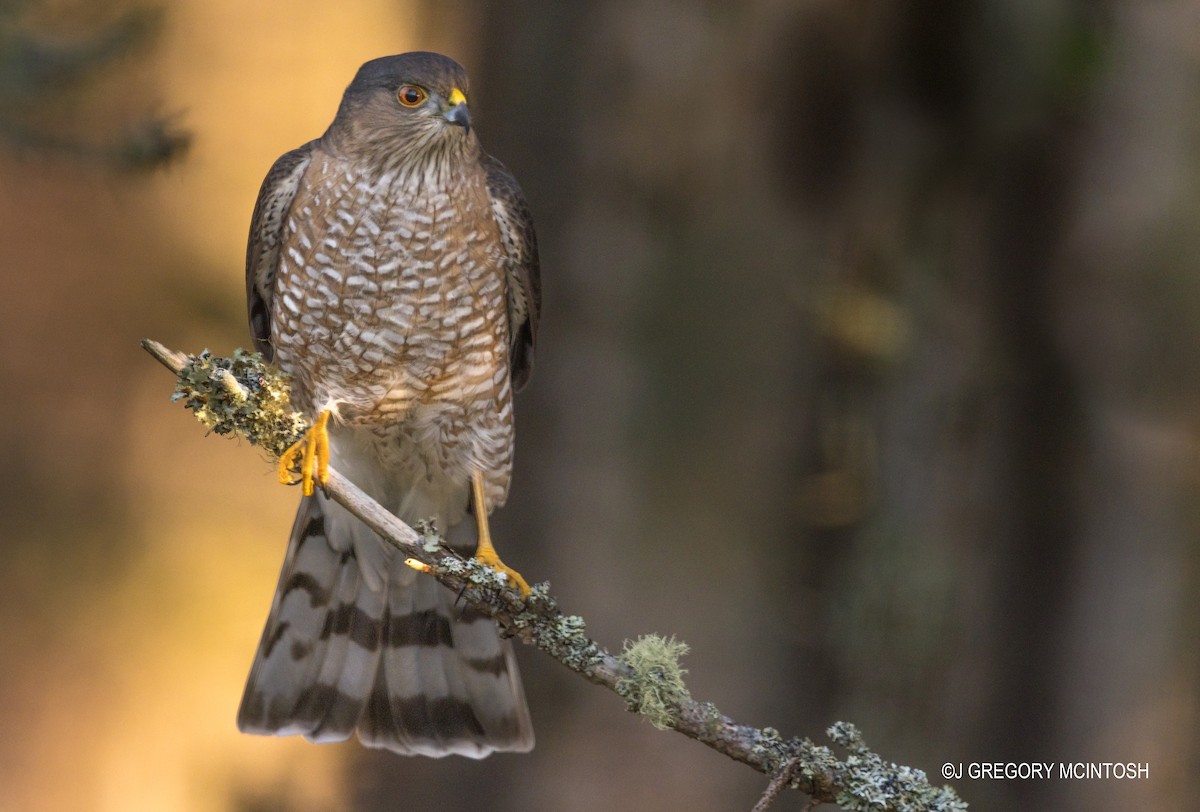 krahujec americký - ML647891479