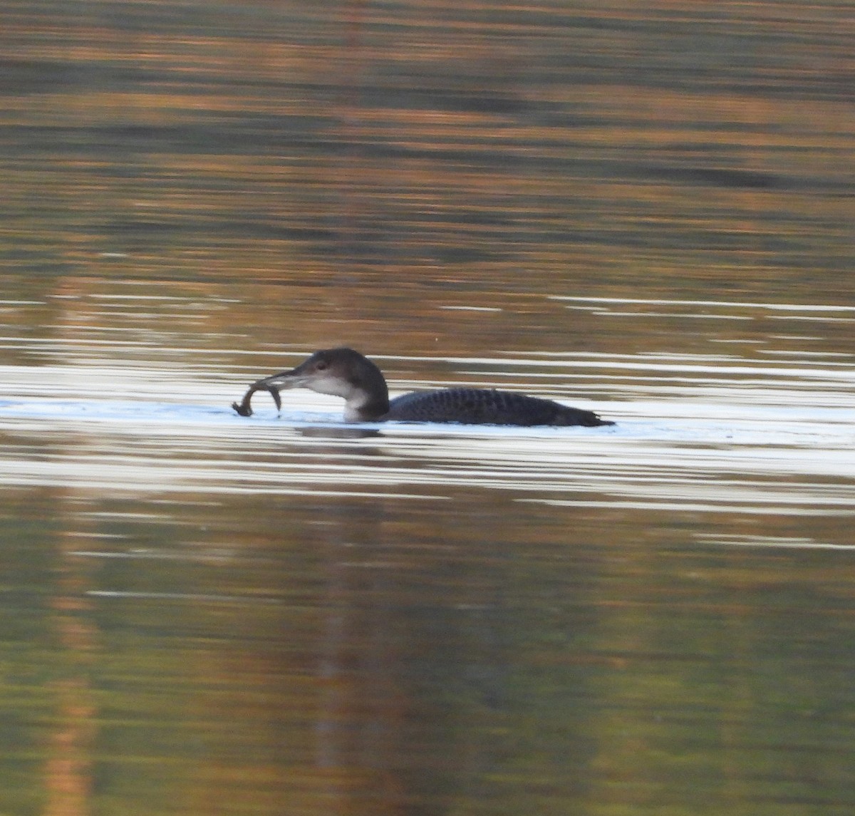 Common Loon - ML647891508