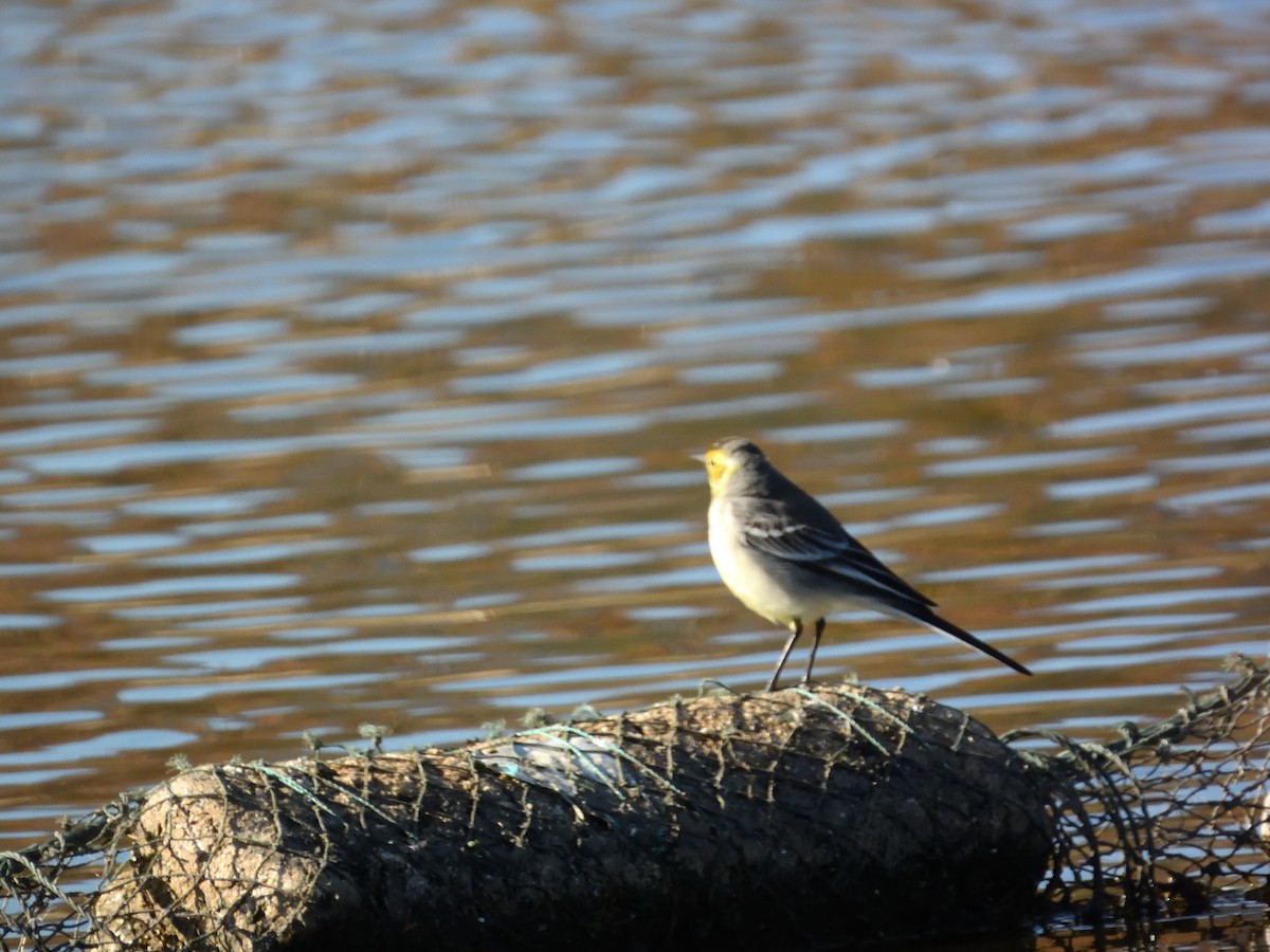 Citrine Wagtail - ML647891515