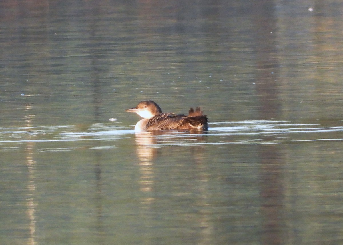 Common Loon - ML647891516