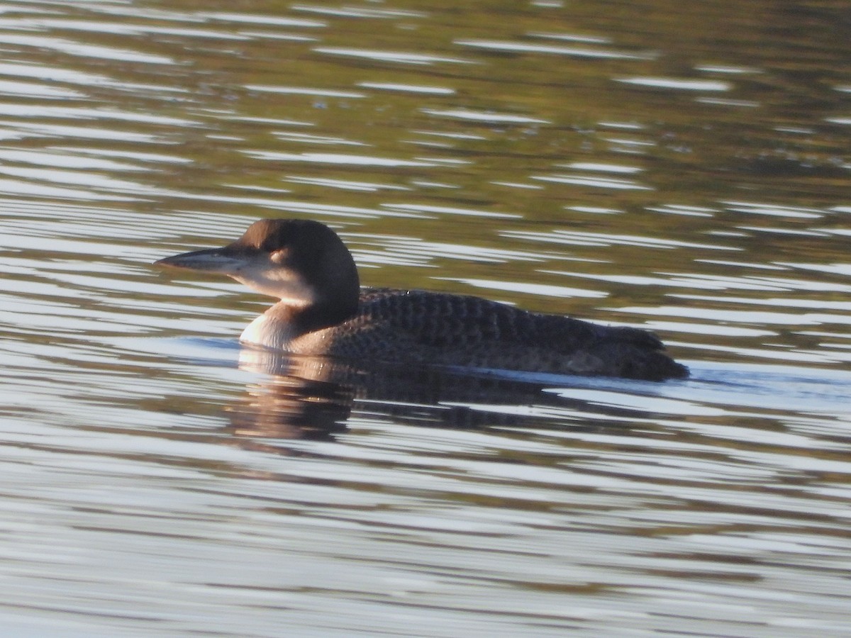 Common Loon - ML647891517