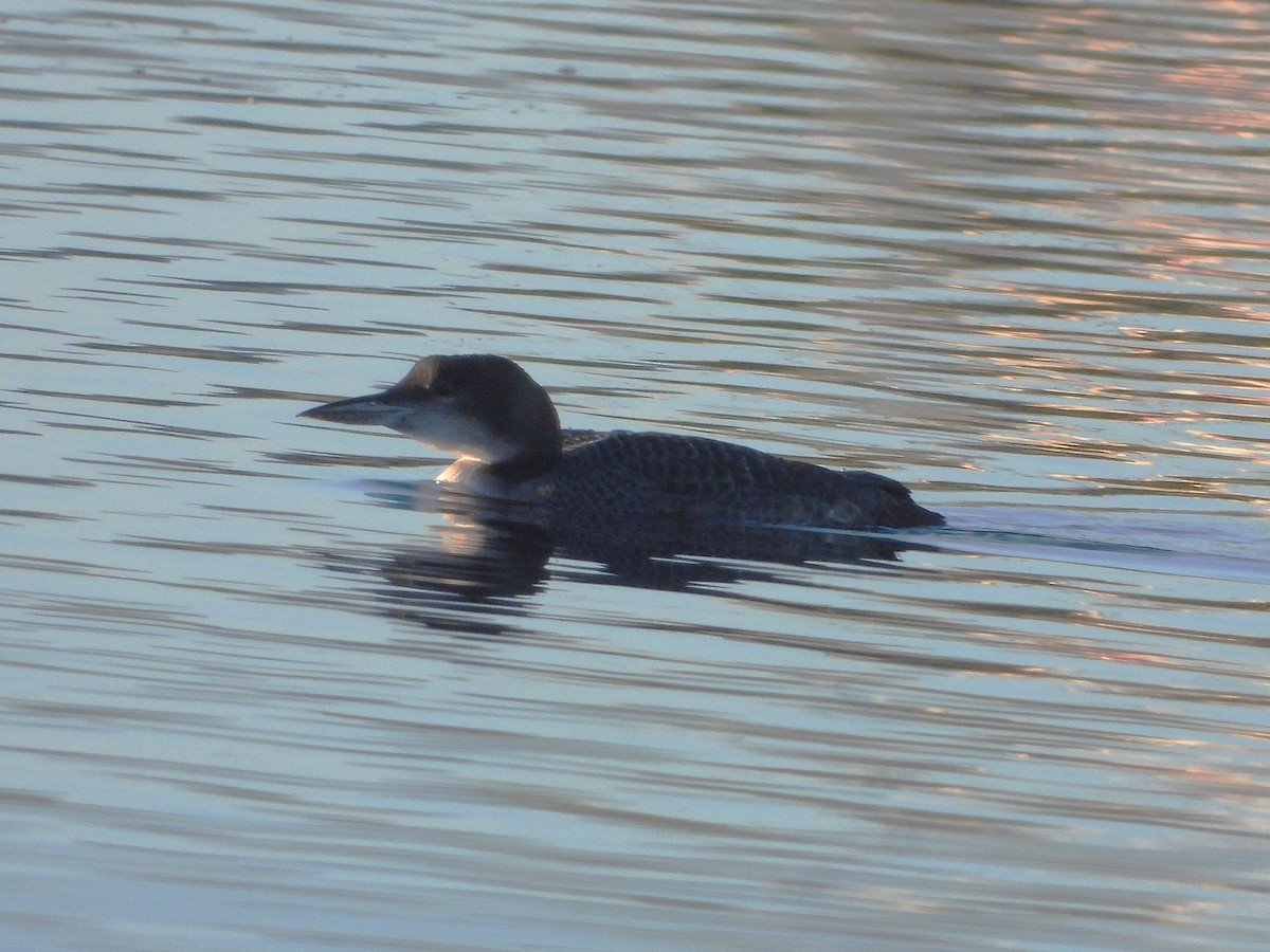 Common Loon - ML647891520