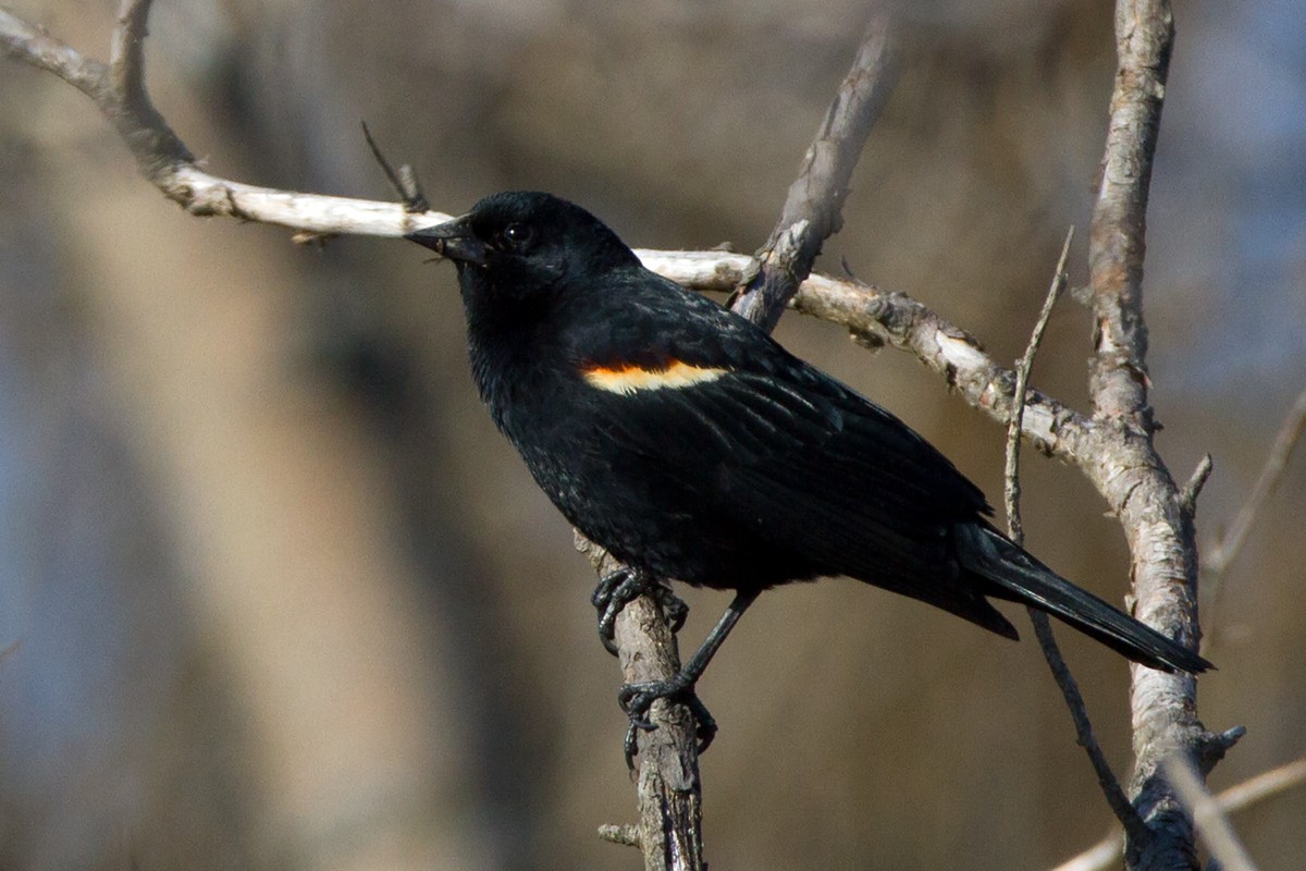 Red-winged Blackbird - ML647891538