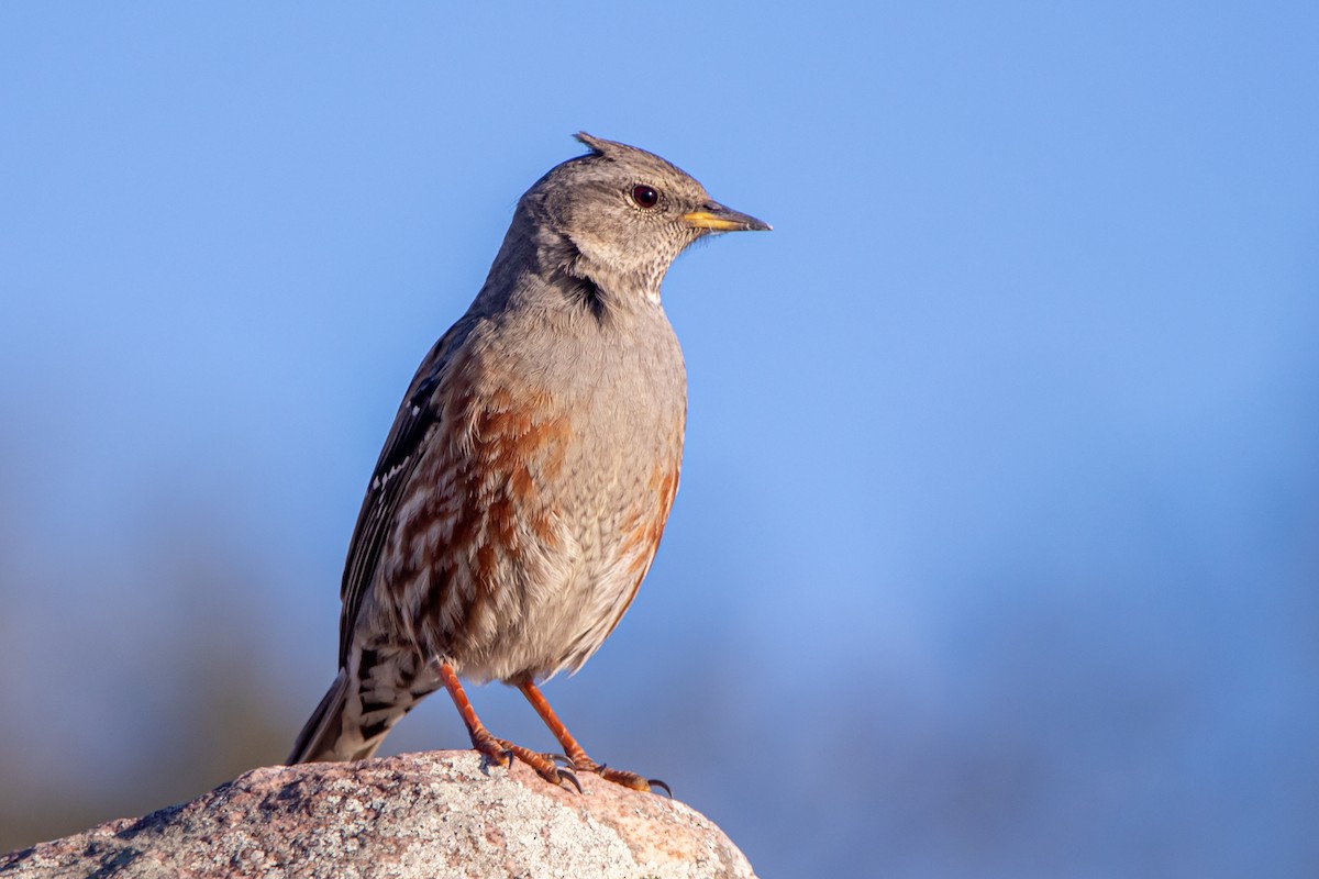 Alpine Accentor - ML647891540