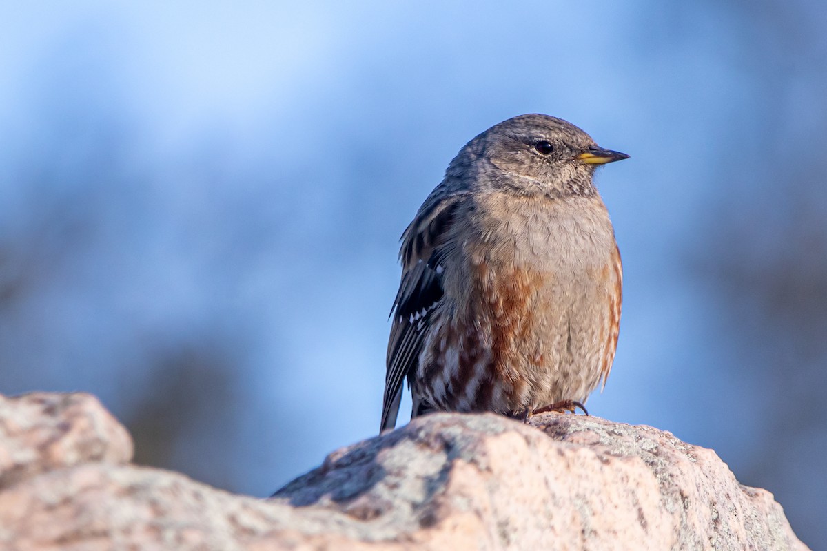 Alpine Accentor - ML647891541