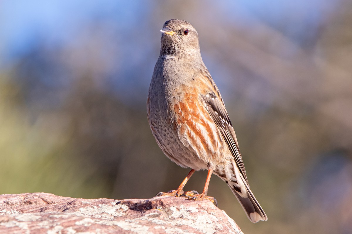 Alpine Accentor - ML647891542