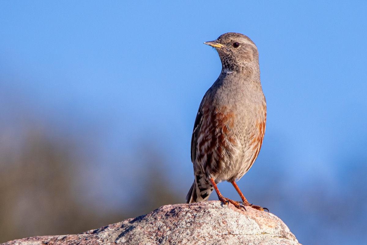 Alpine Accentor - ML647891543