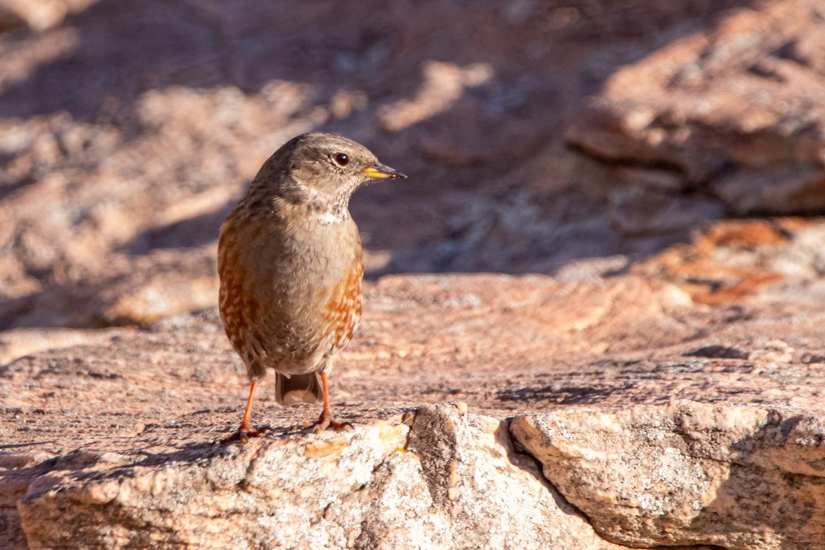 Alpine Accentor - ML647891544