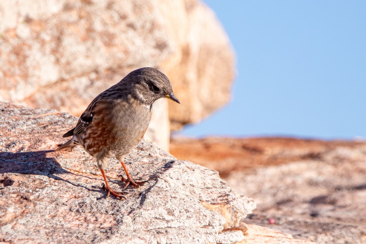 Alpine Accentor - ML647891545