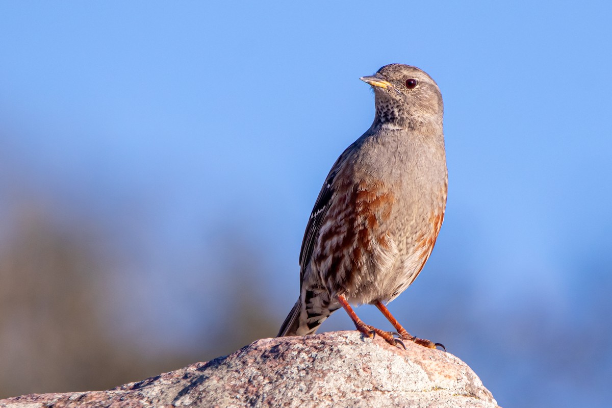 Alpine Accentor - ML647891546