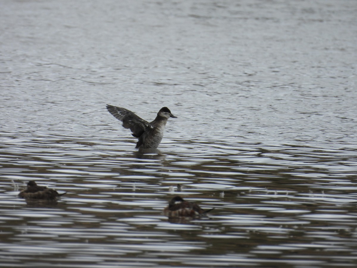 Ruddy Duck - ML647891547