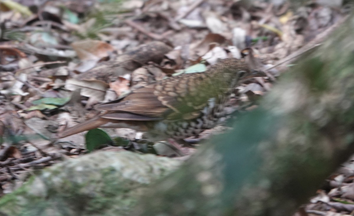 Bassian/Russet-tailed Thrush - ML647891548